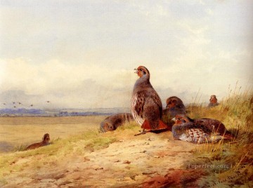  hühner - Red Rebhühner Archibald Thorburn Vögel